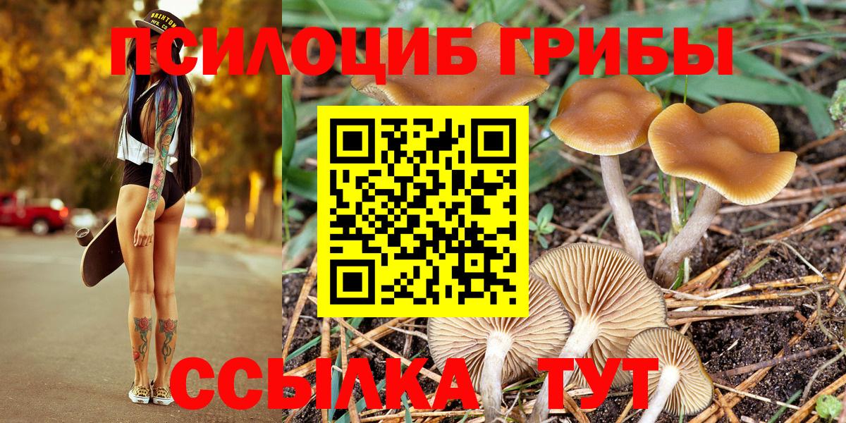 Галлюциногенные грибы Psilocybe  Вход с VPN  Богданович 